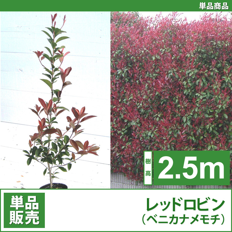 モデル着用＆注目アイテム 品 レッドロビン 苗 単 苗木 植木 樹高0.3m前後